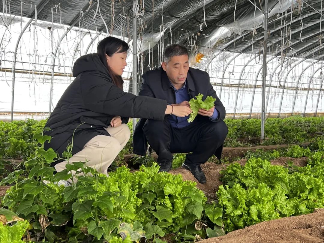 江蘇省徐州市：寒潮降雪來襲，豐縣農技老專家下沉一線保駕護航